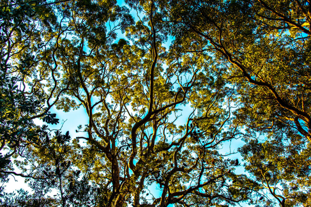 Palm Beach Sydney by Steve Jacobs, Wild Strawberries Films