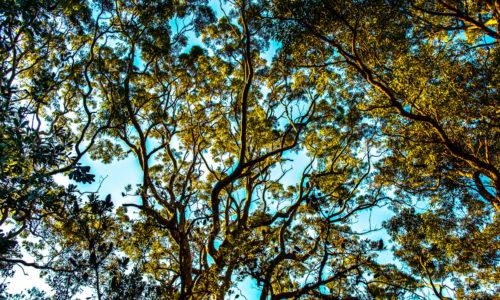 Palm Beach Sydney by Steve Jacobs, Wild Strawberries Films