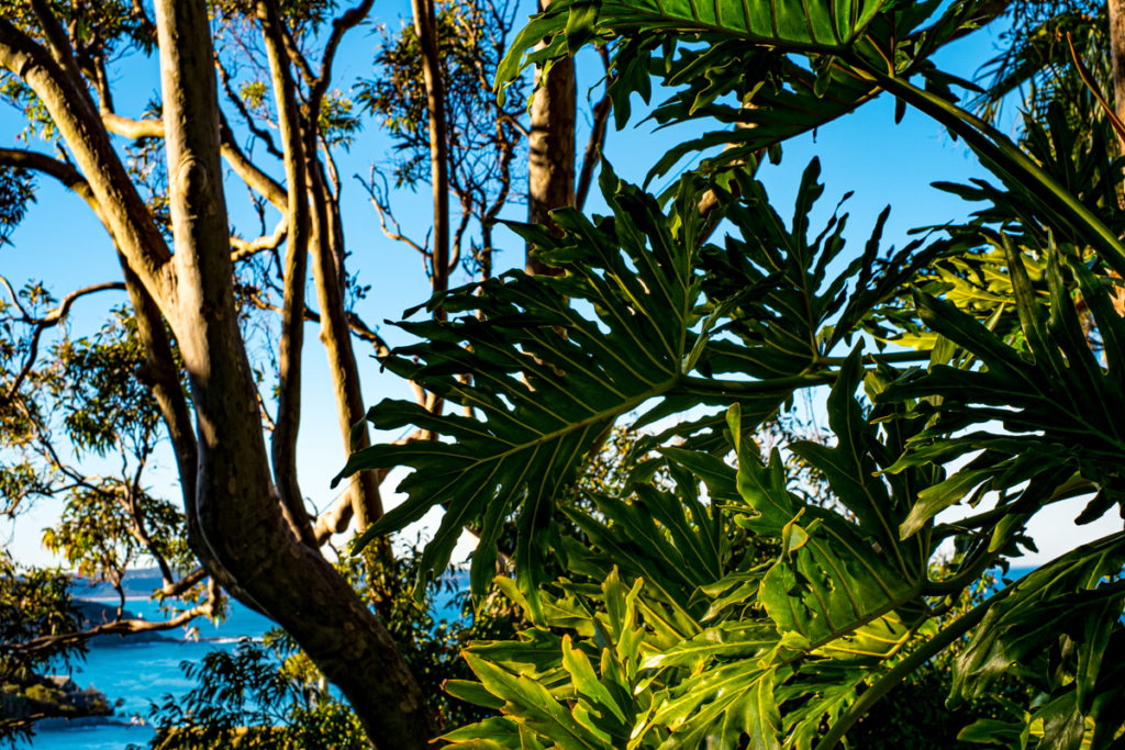 Palm Beach Sydney by Steve Jacobs, Wild Strawberries Films