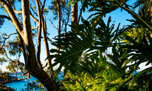 Palm Beach Sydney by Steve Jacobs, Wild Strawberries Films