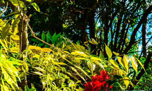 Palm Beach Sydney by Steve Jacobs, Wild Strawberries Films